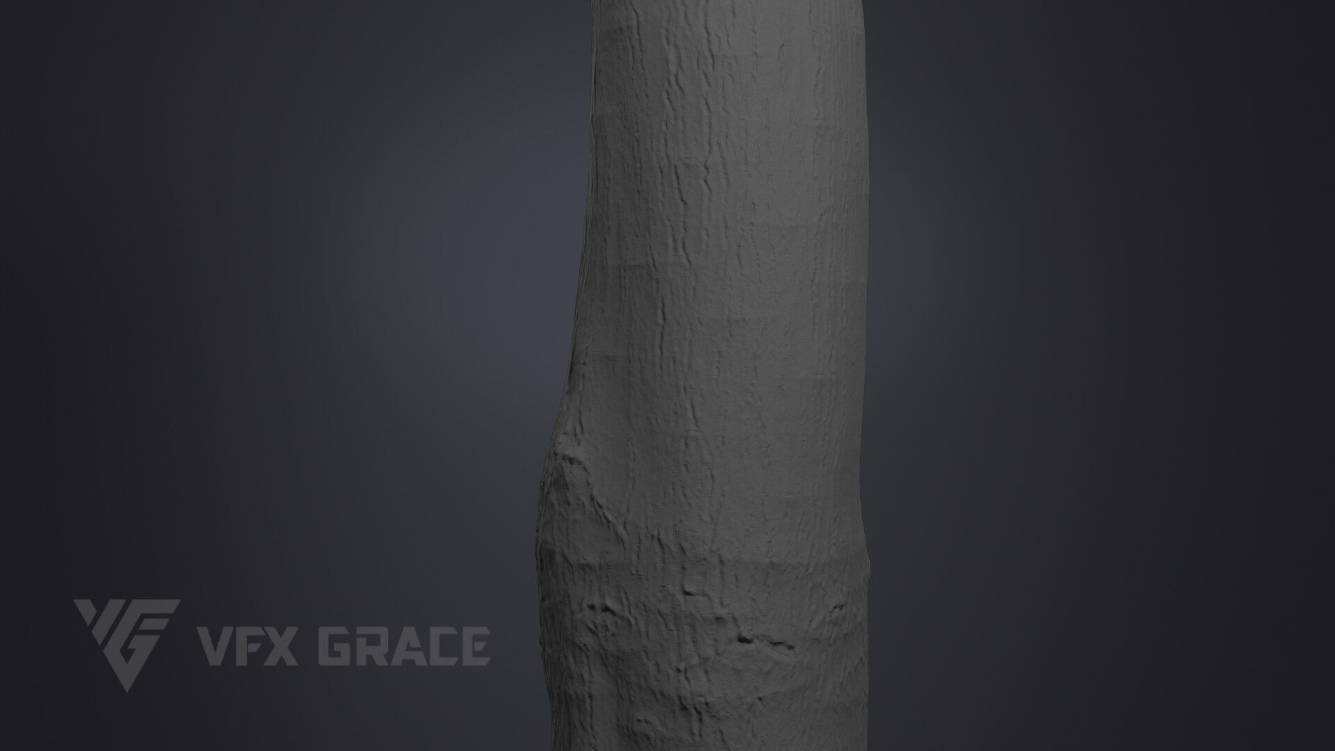 Tallow Tree Trunk 002 3D model_8