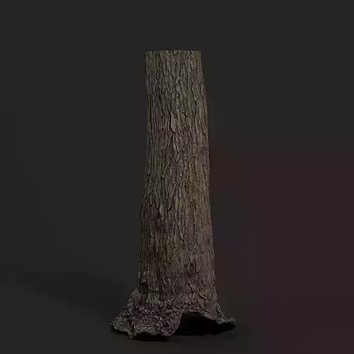 Tallow Tree Trunk 001