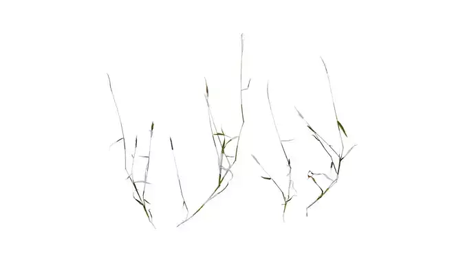 Anydrafts Polypogon fugax Atlas 17