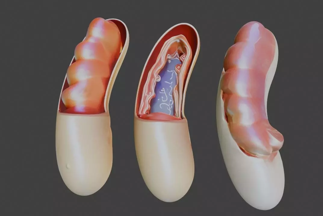 3D Model of Mitochondria Anatomy 3D print model_0
