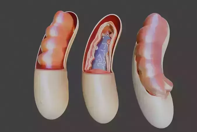 3D Model of Mitochondria Anatomy 3D print model