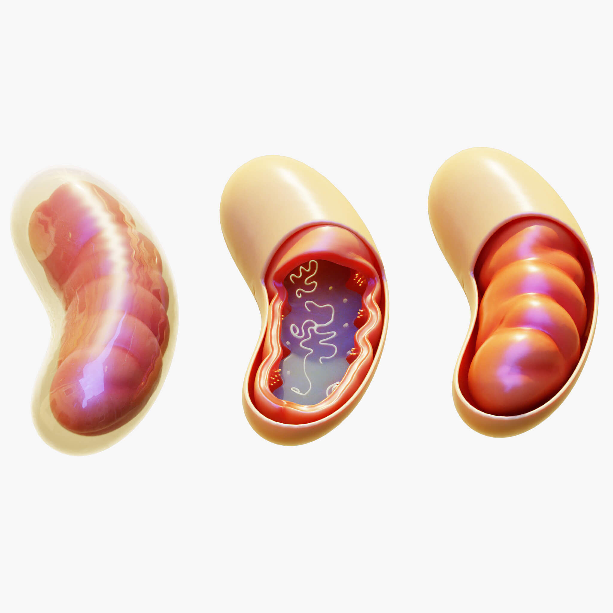 3D Model of Mitochondria Anatomy 3D print model_6