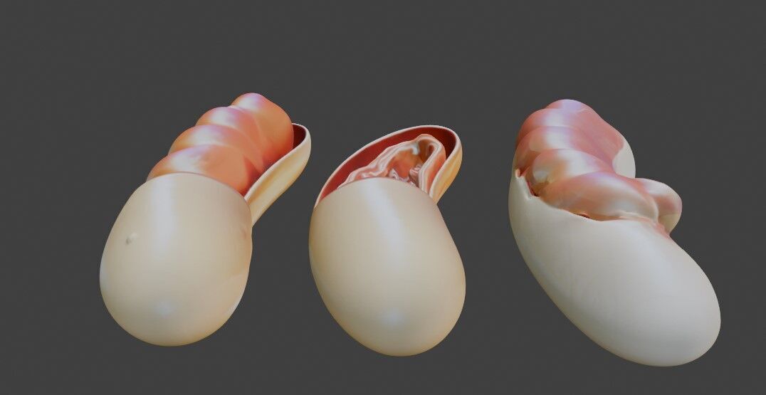 3D Model of Mitochondria Anatomy 3D print model_1