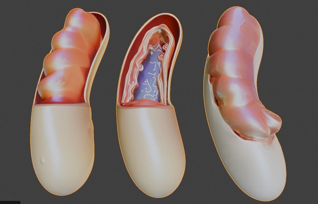 3D Model of Mitochondria Anatomy 3D print model_4