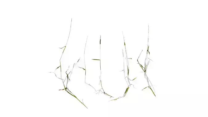 Anydrafts Polypogon fugax Atlas 18