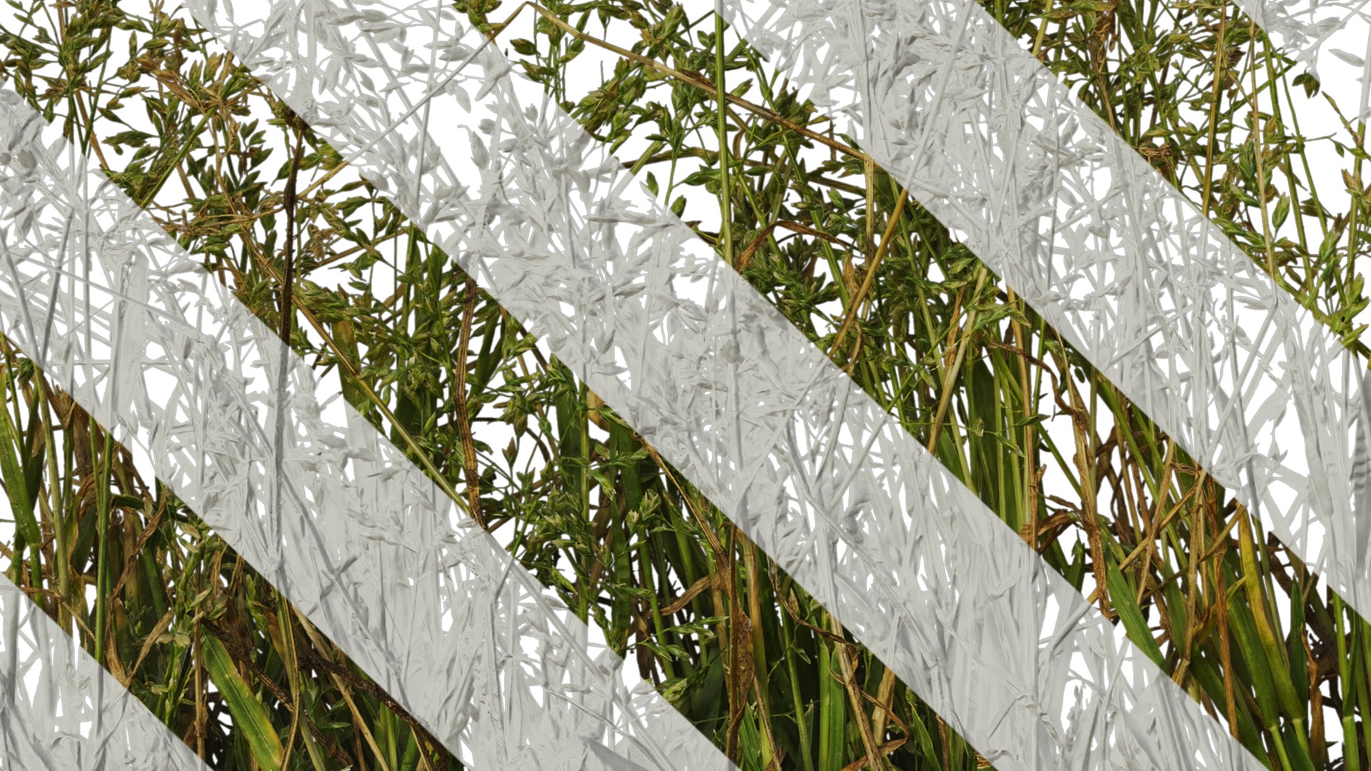 Anydrafts Polypogon fugax Atlas 19 Texture_7