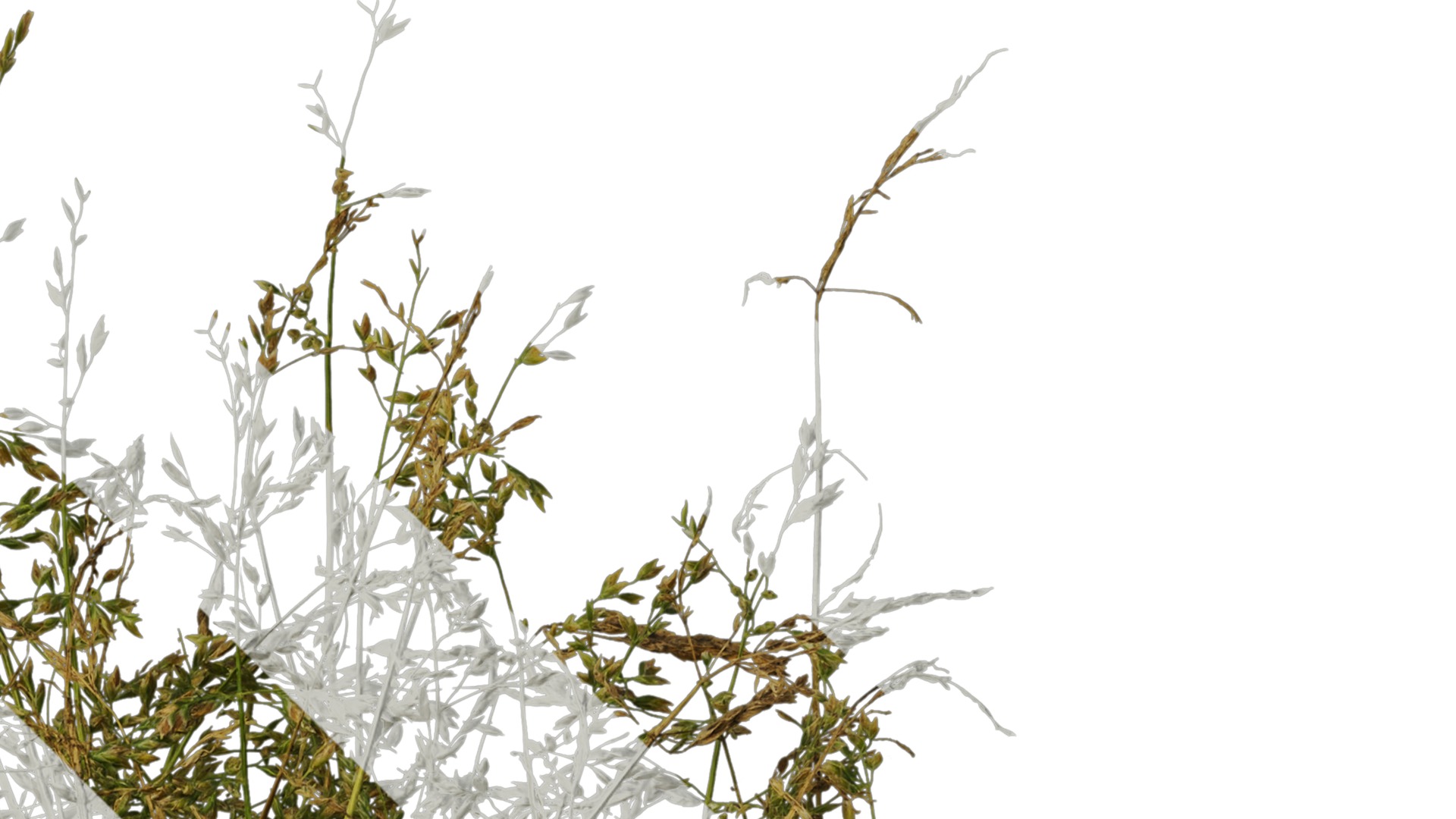 Anydrafts Polypogon fugax Atlas 19 Texture_2