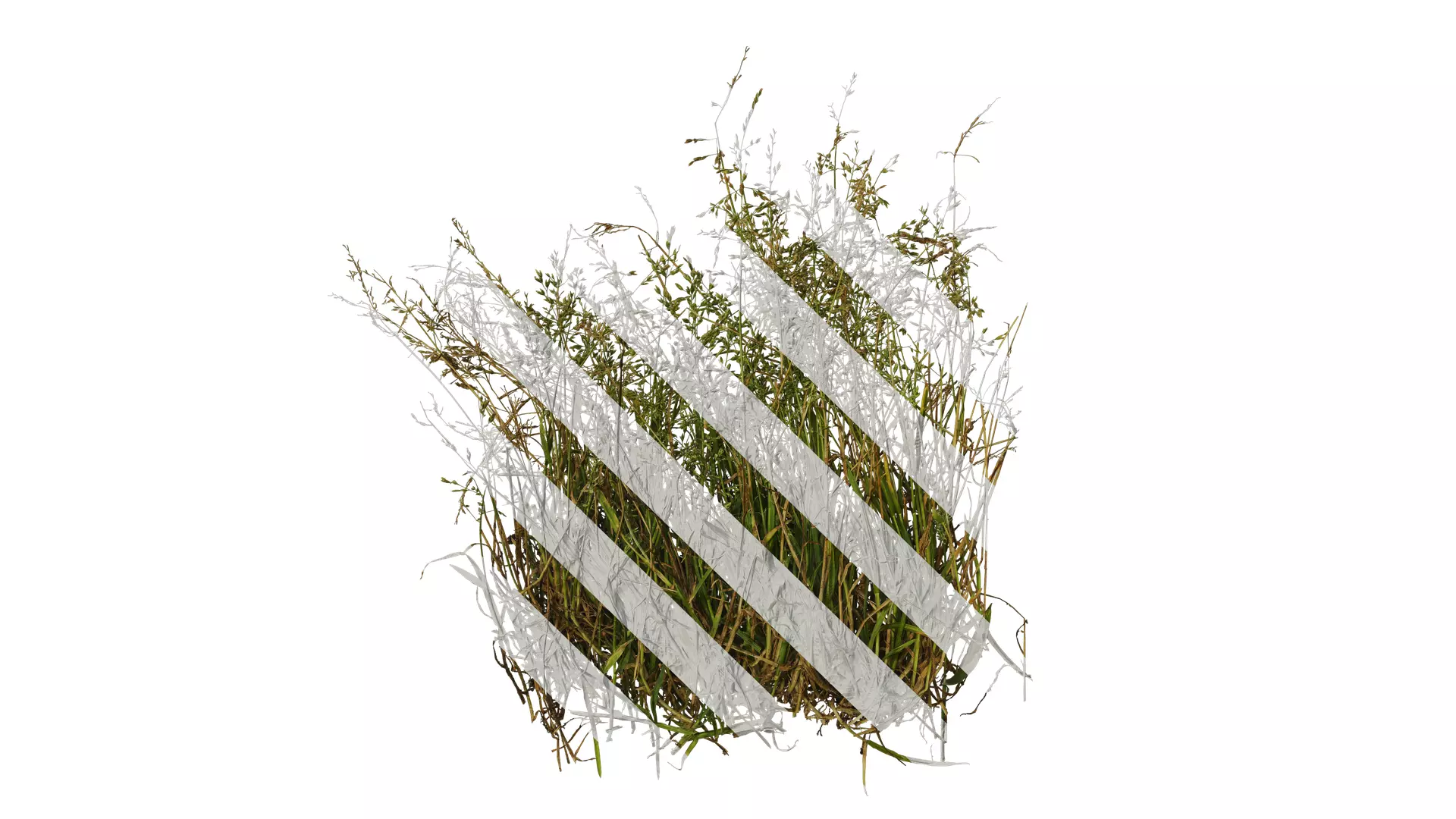 Anydrafts Polypogon fugax Atlas 19 Texture_0