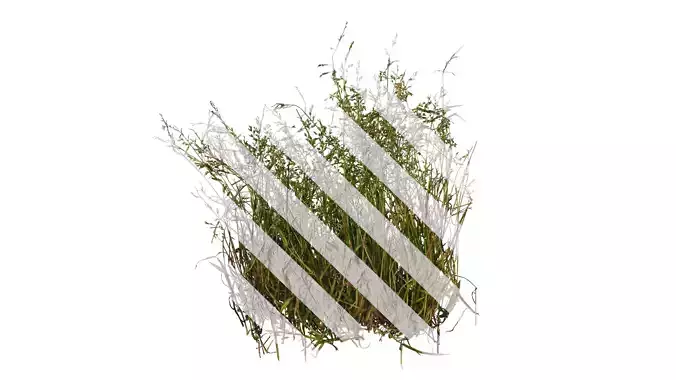 Anydrafts Polypogon fugax Atlas 19