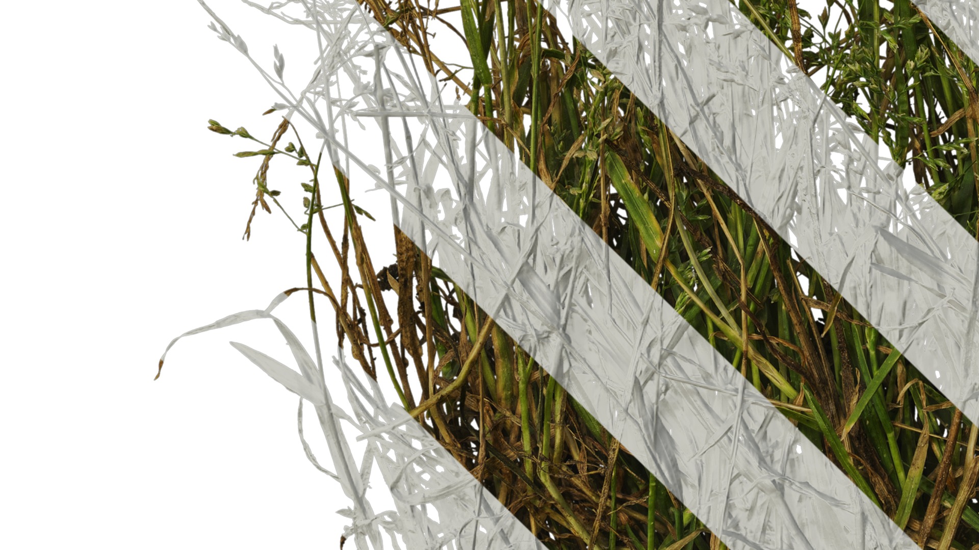 Anydrafts Polypogon fugax Atlas 19 Texture_5