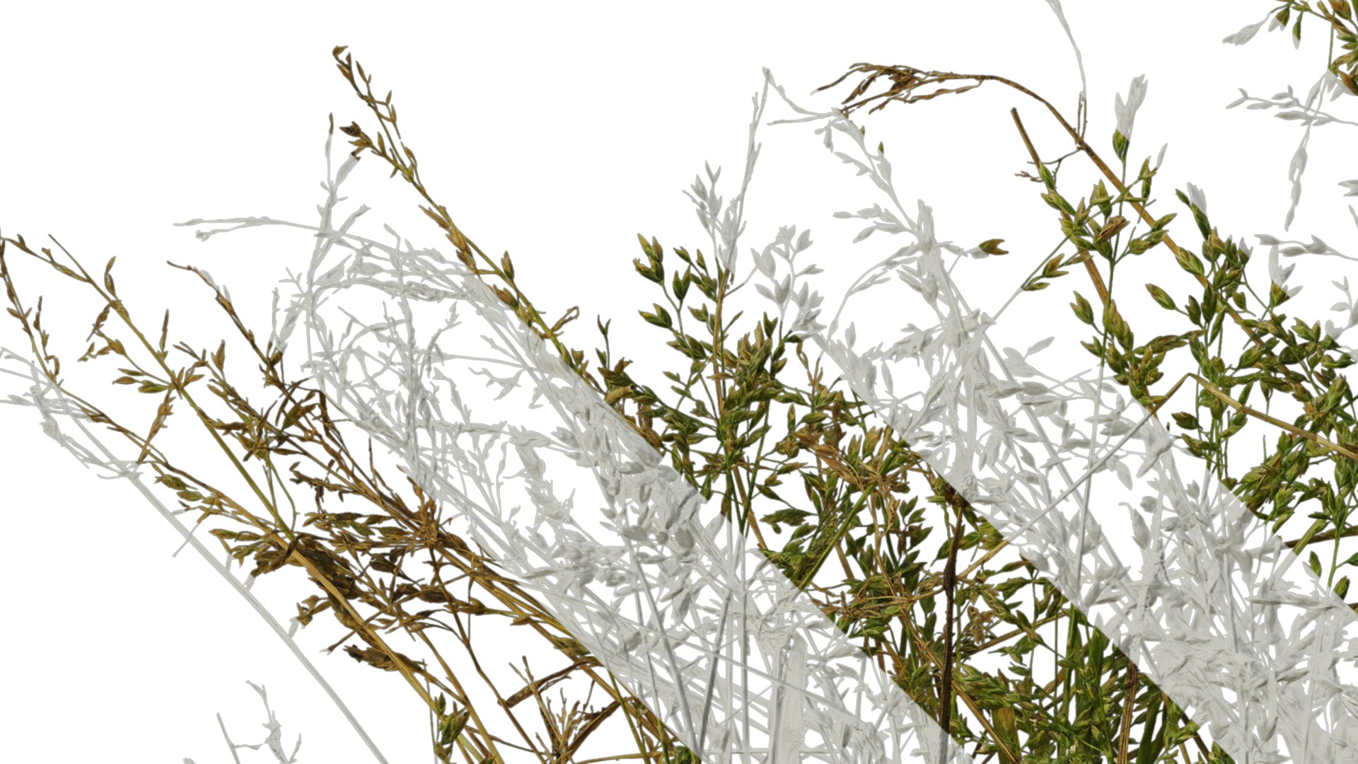 Anydrafts Polypogon fugax Atlas 19 Texture_3