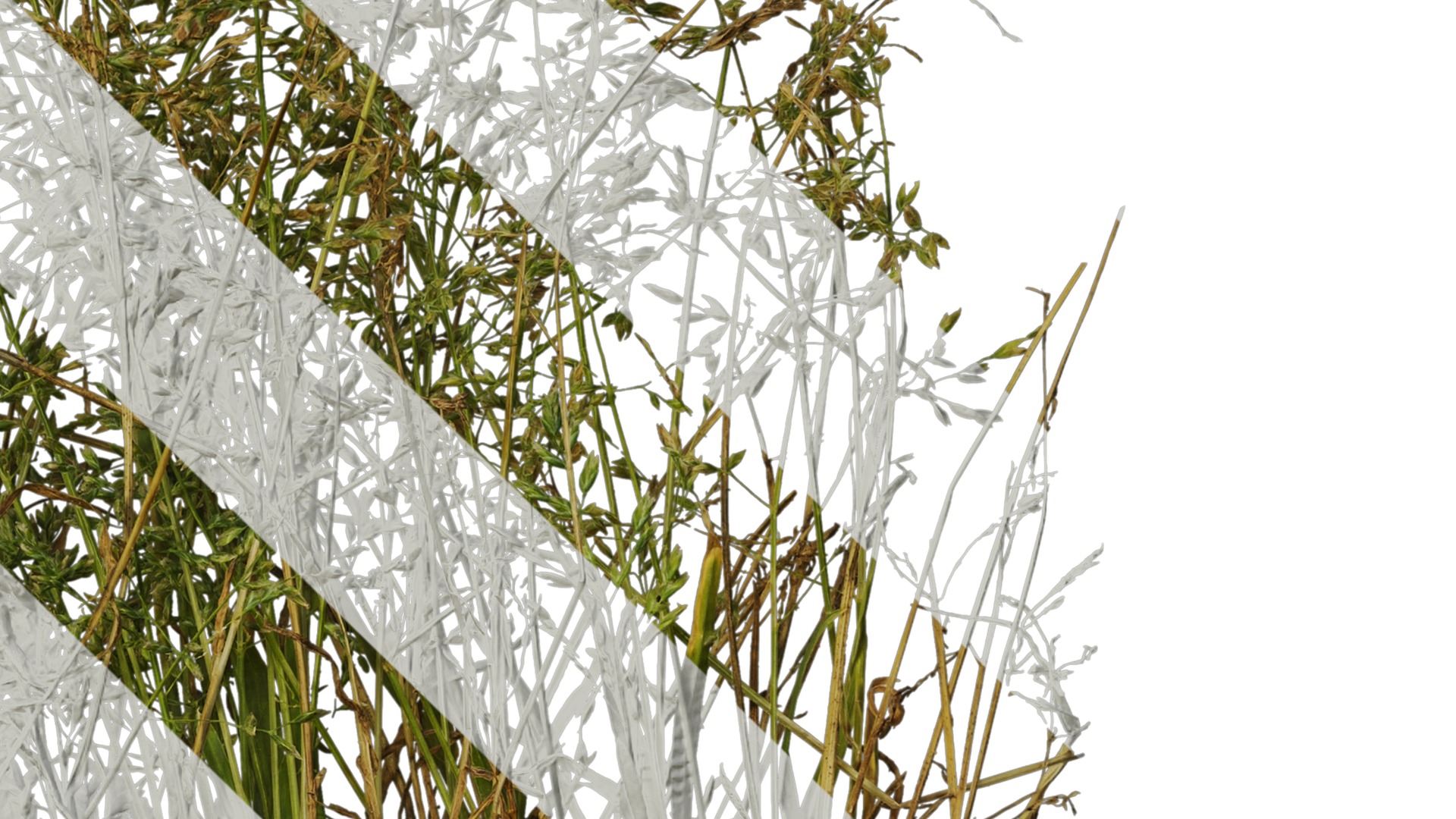 Anydrafts Polypogon fugax Atlas 19 Texture_4