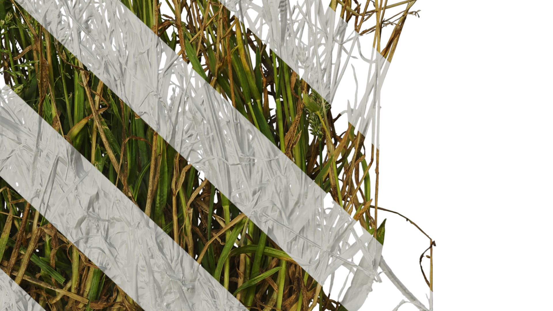 Anydrafts Polypogon fugax Atlas 19 Texture_6