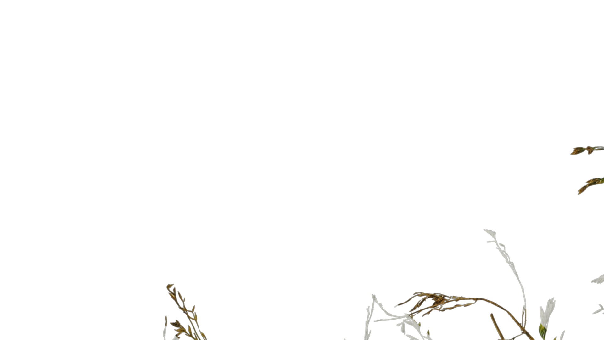 Anydrafts Polypogon fugax Atlas 19 Texture_1