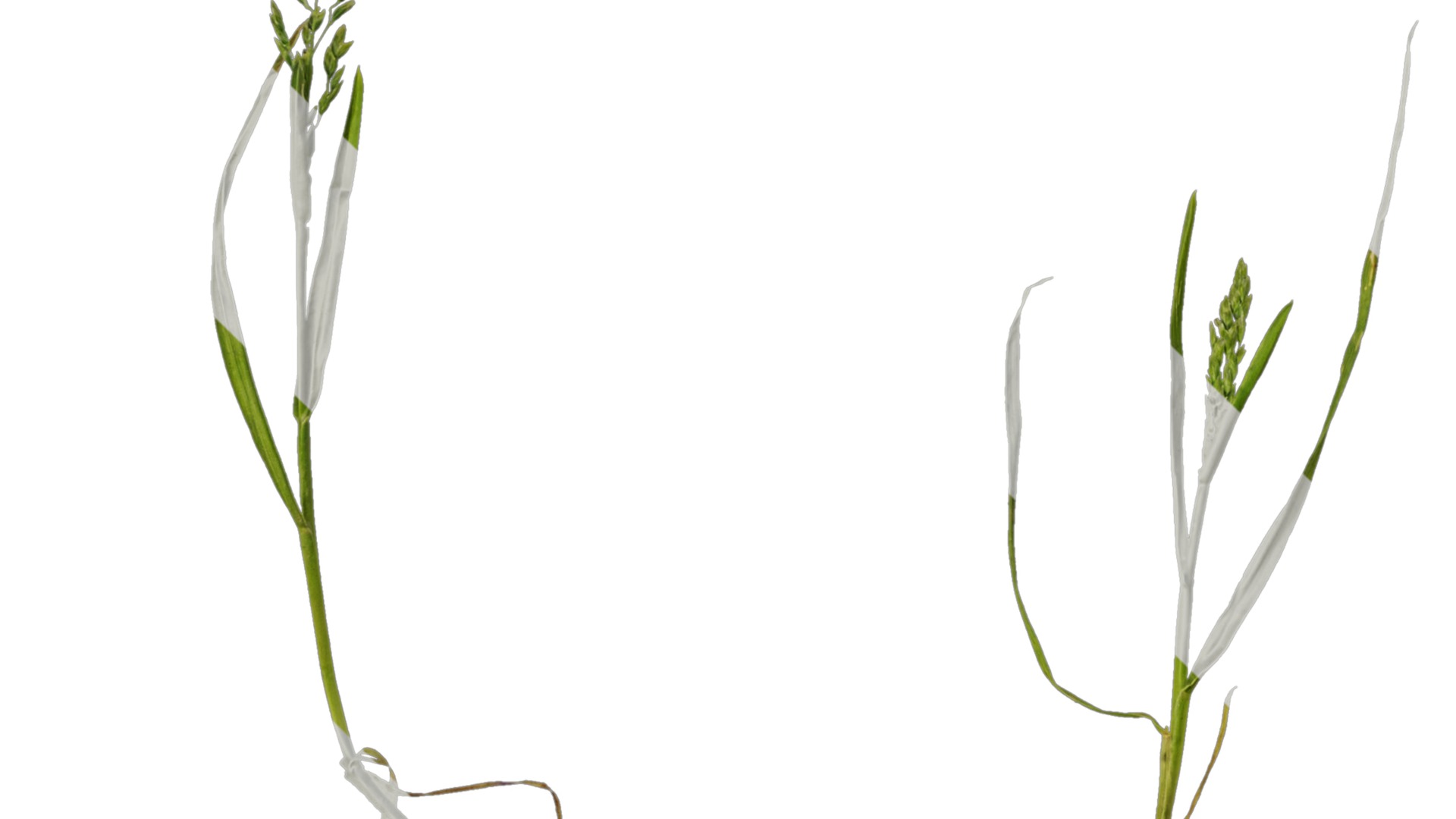 Anydrafts Polypogon fugax Atlas 20 Texture_1