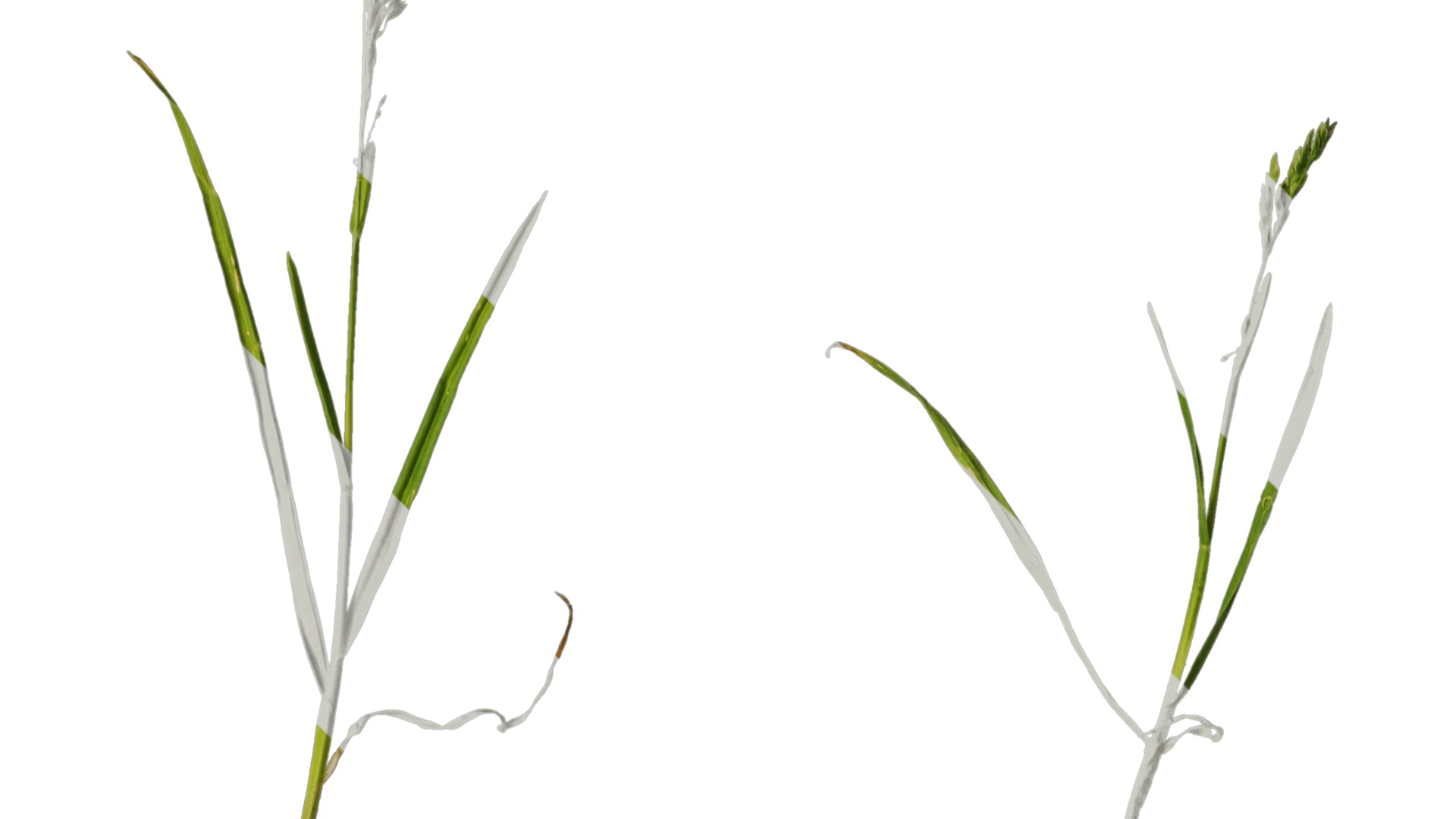 Anydrafts Polypogon fugax Atlas 20 Texture_2