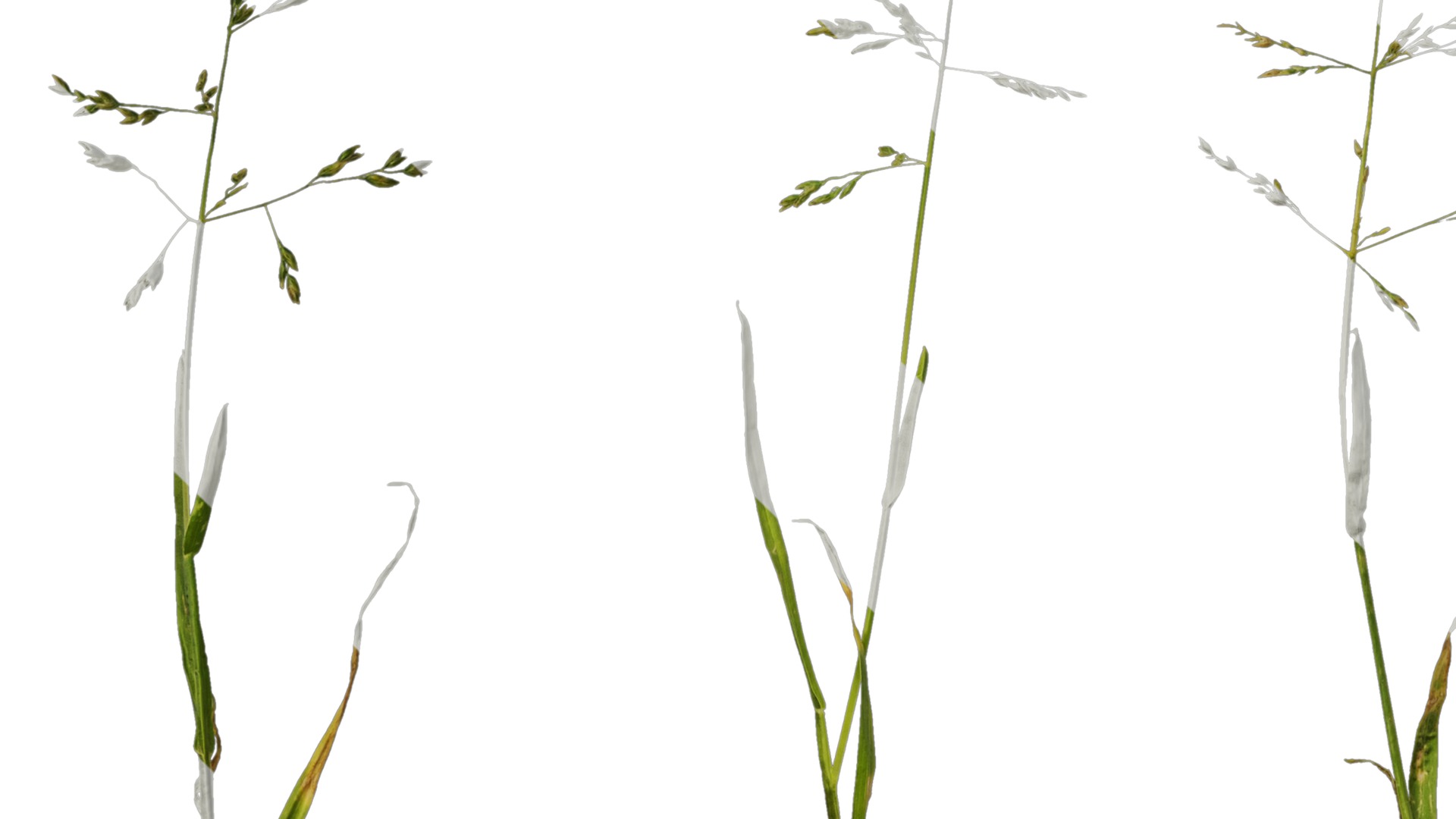 Anydrafts Polypogon fugax Atlas 20 Texture_5