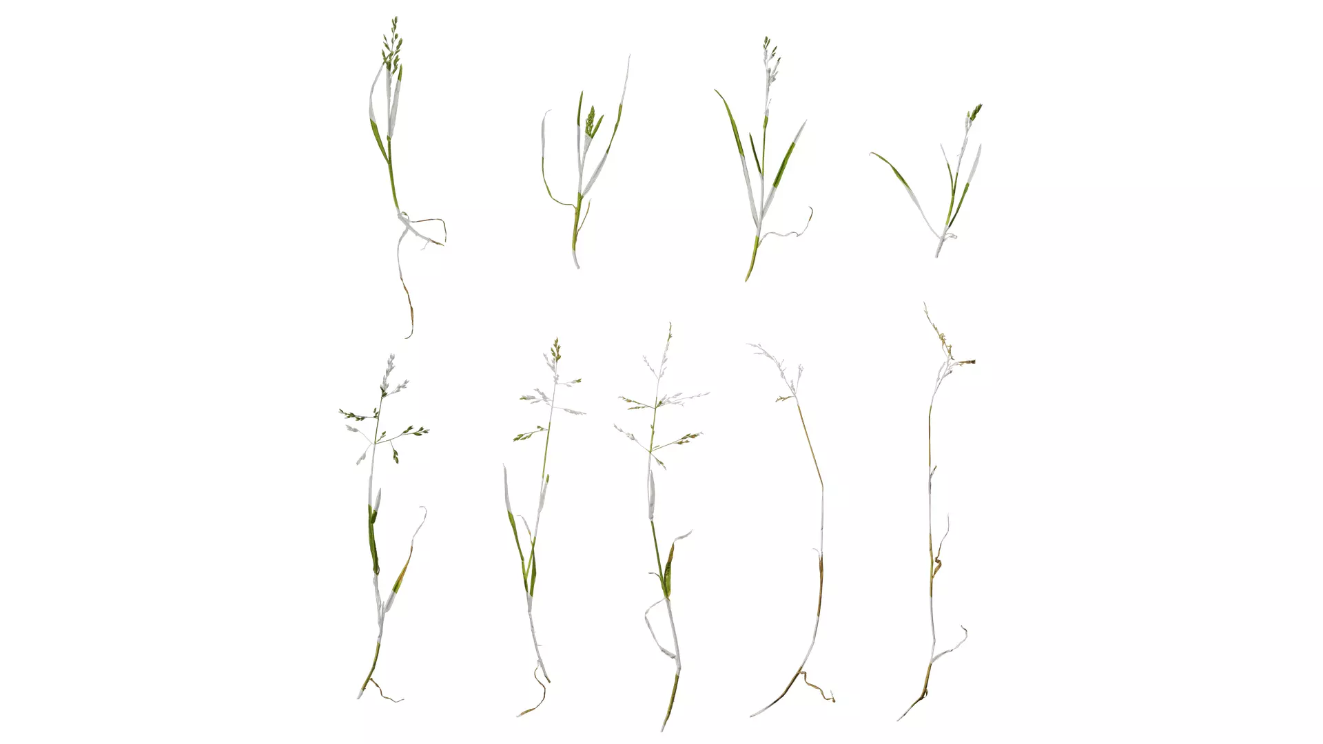 Anydrafts Polypogon fugax Atlas 20 Texture_0