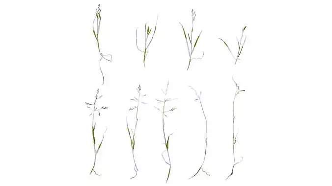 Anydrafts Polypogon fugax Atlas 20