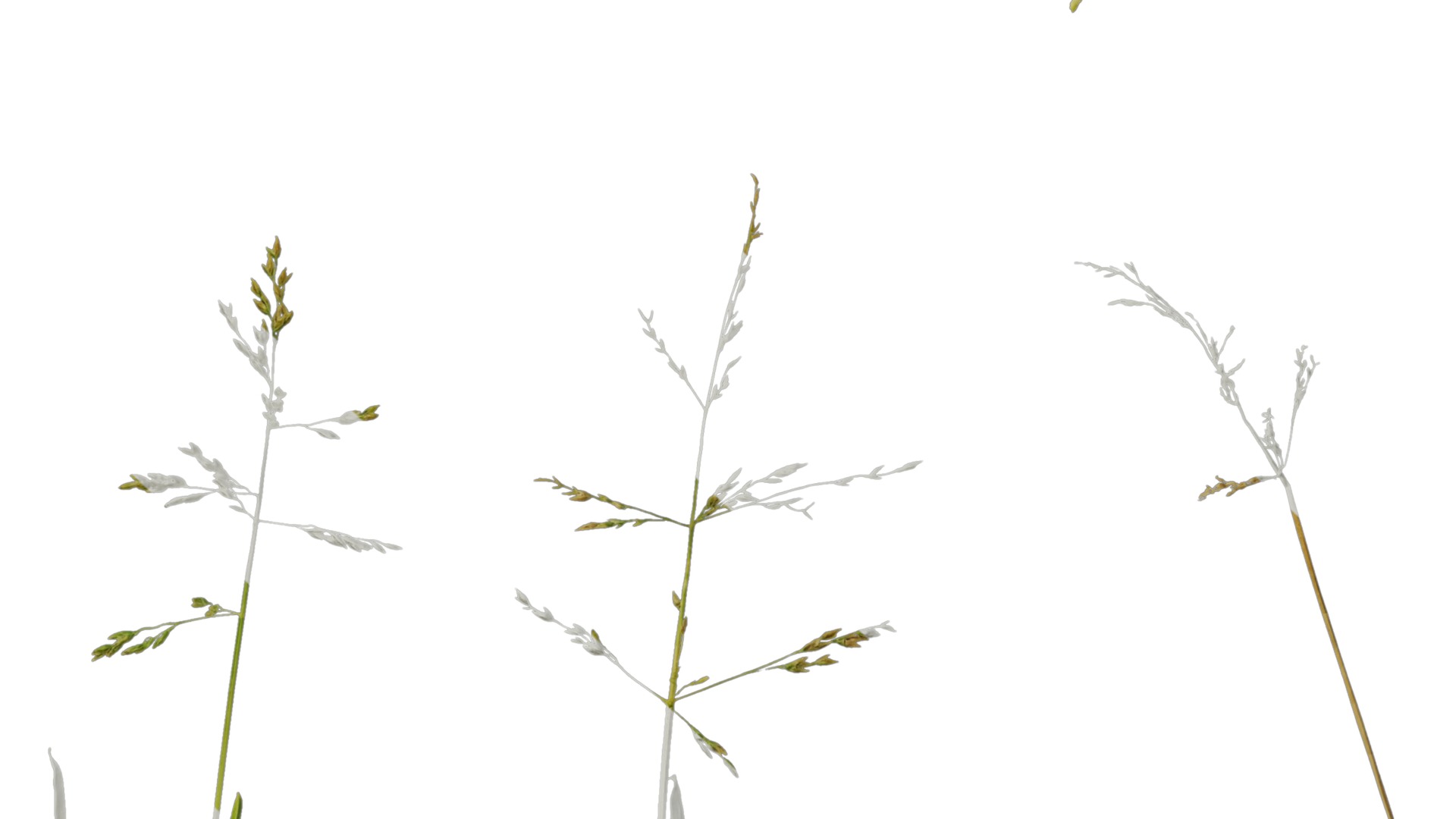 Anydrafts Polypogon fugax Atlas 20 Texture_7