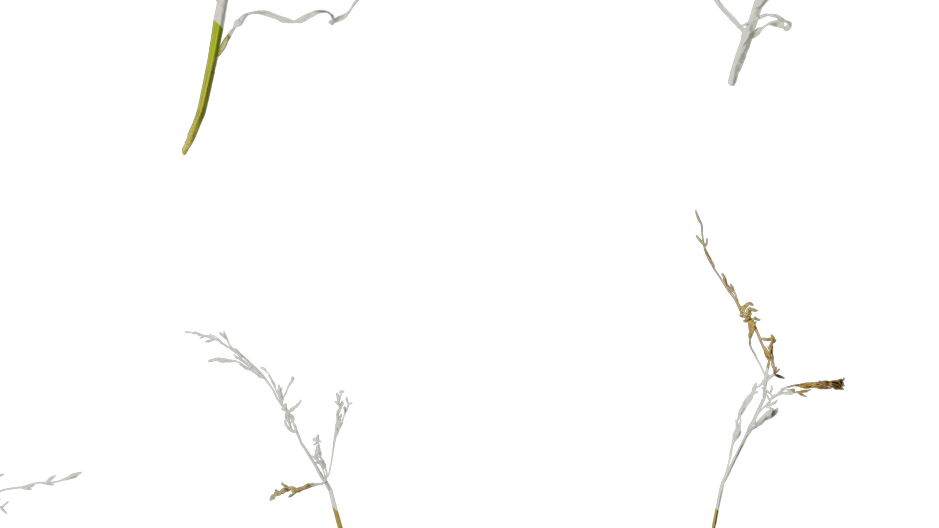 Anydrafts Polypogon fugax Atlas 20 Texture_4