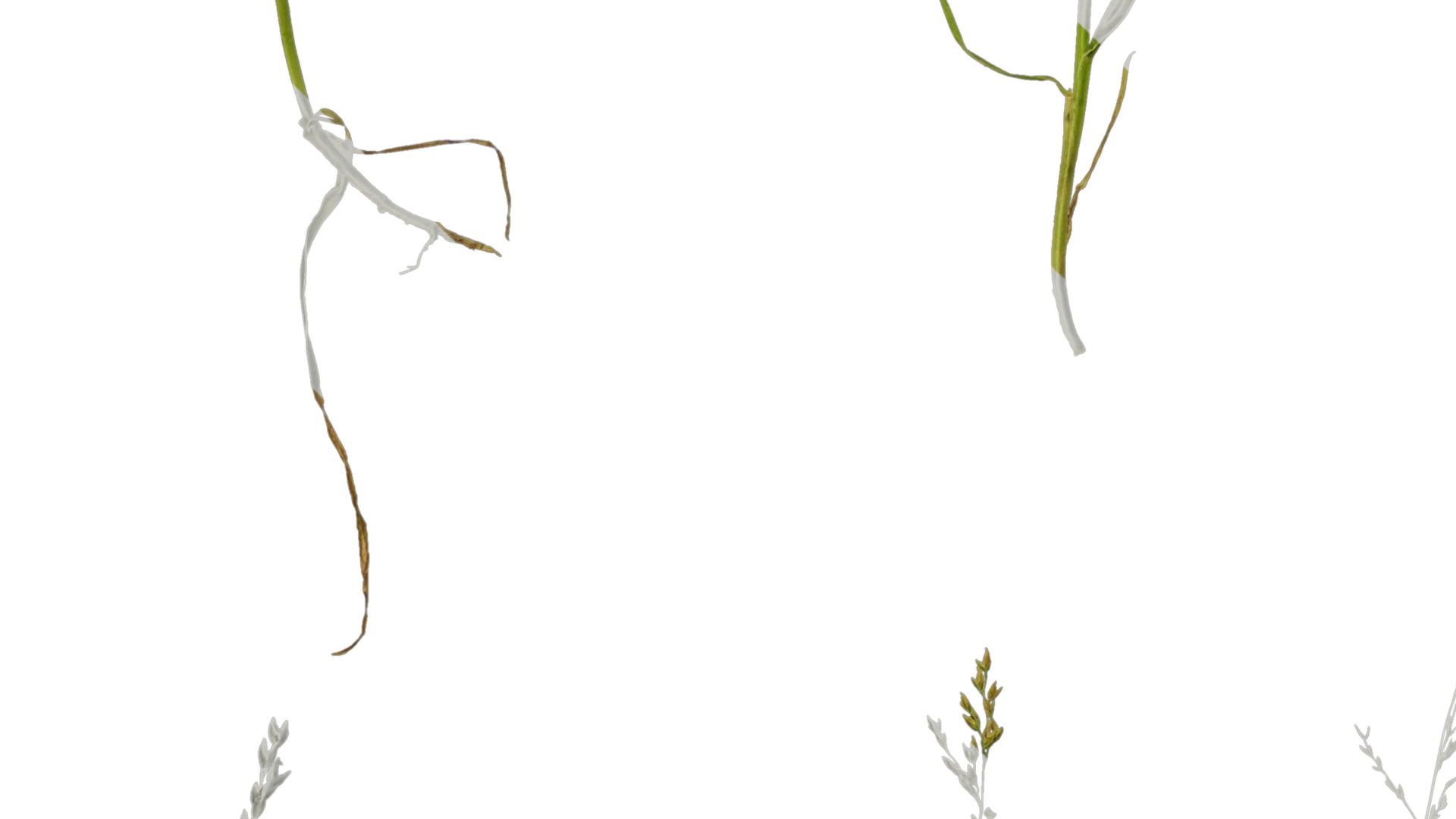 Anydrafts Polypogon fugax Atlas 20 Texture_3