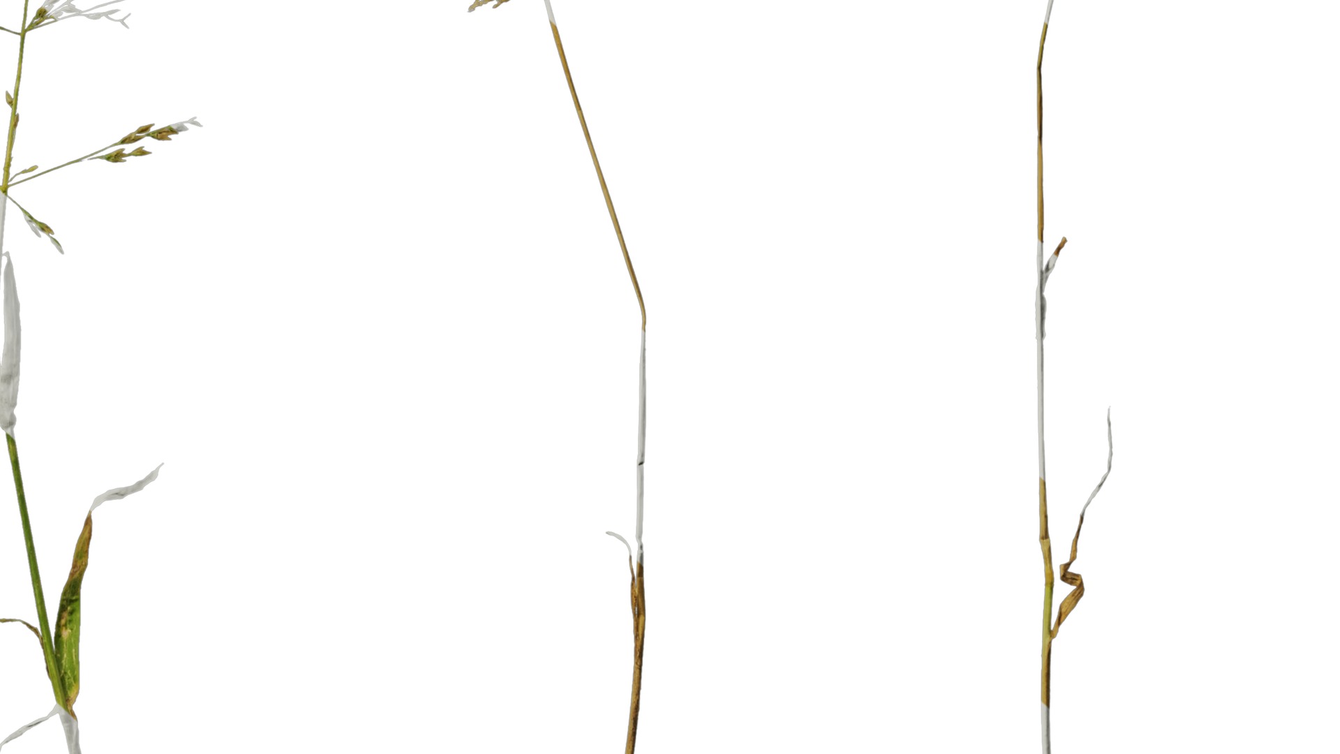 Anydrafts Polypogon fugax Atlas 20 Texture_6