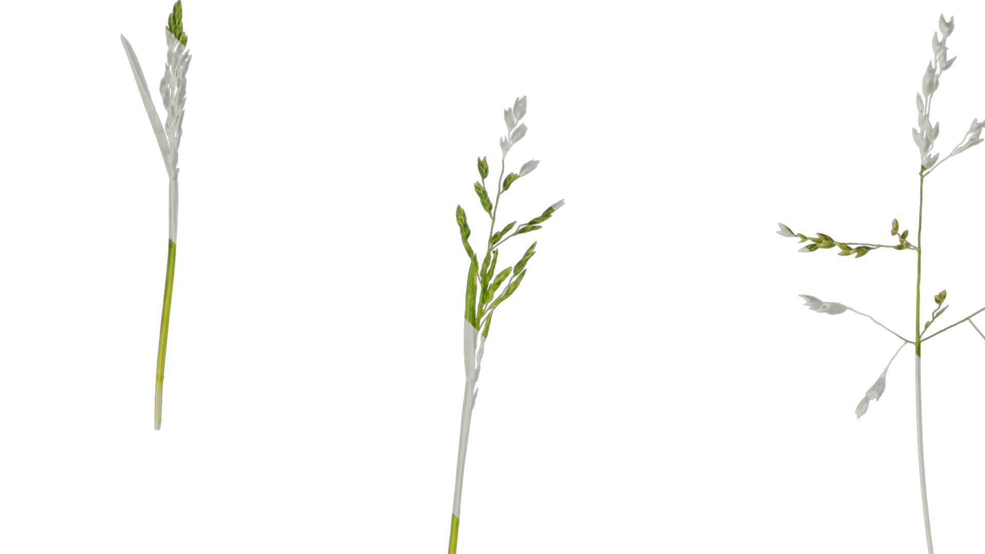 Anydrafts Polypogon fugax Atlas 21 Texture_1