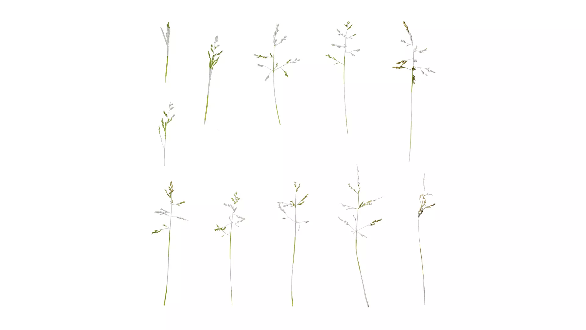 Anydrafts Polypogon fugax Atlas 21 Texture_0