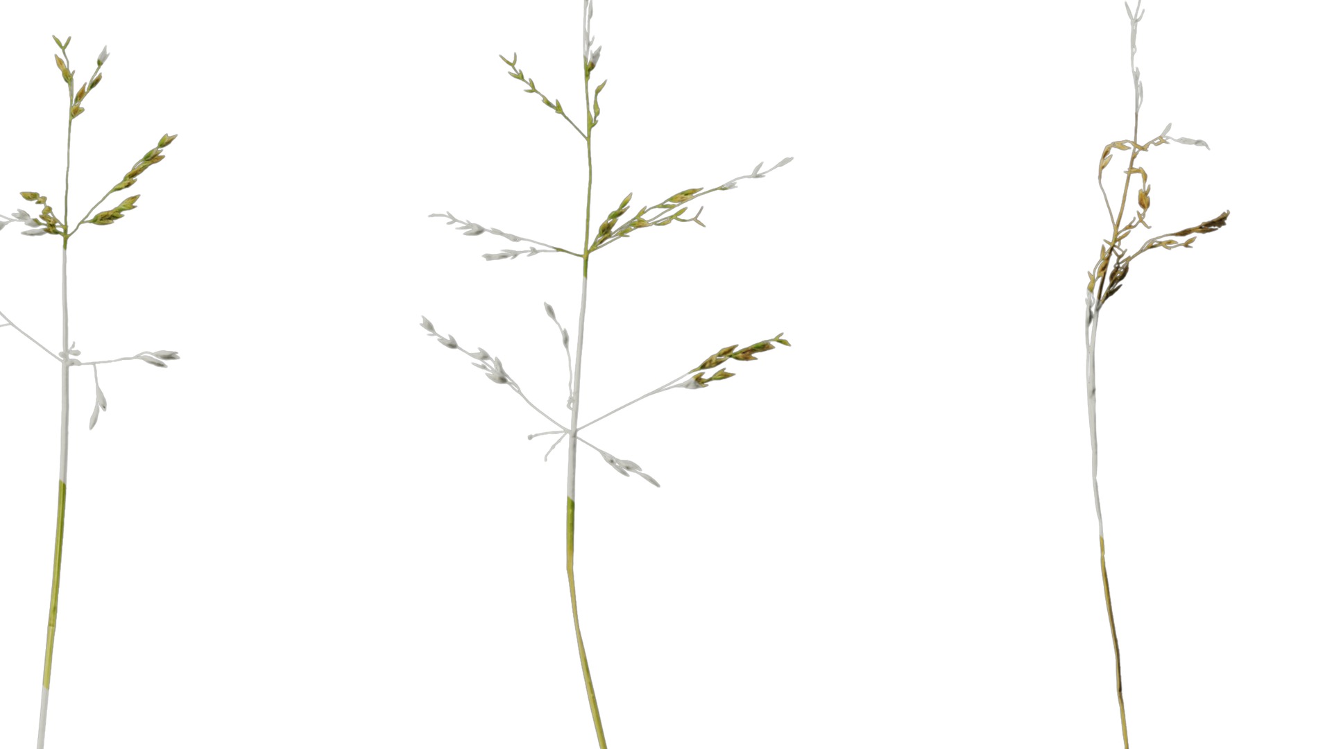 Anydrafts Polypogon fugax Atlas 21 Texture_6