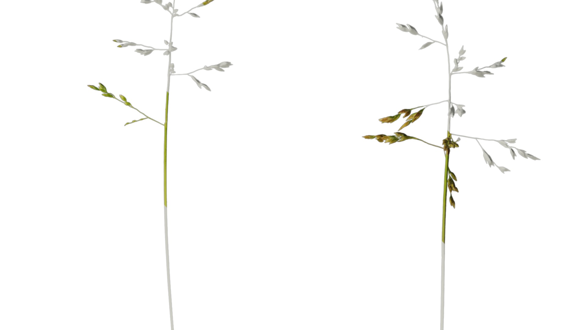 Anydrafts Polypogon fugax Atlas 21 Texture_2