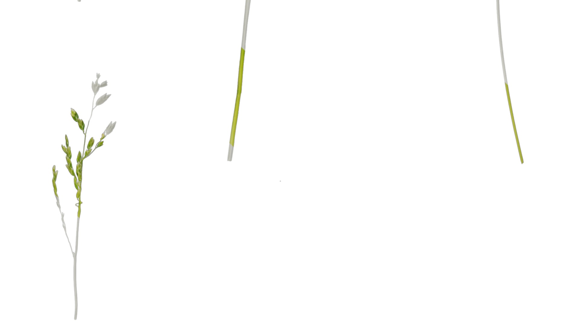 Anydrafts Polypogon fugax Atlas 21 Texture_3