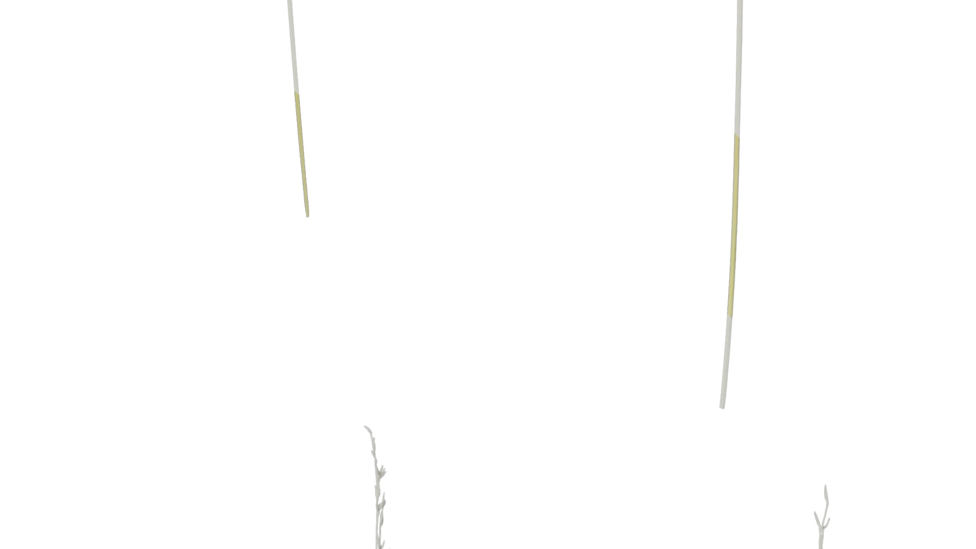 Anydrafts Polypogon fugax Atlas 21 Texture_4