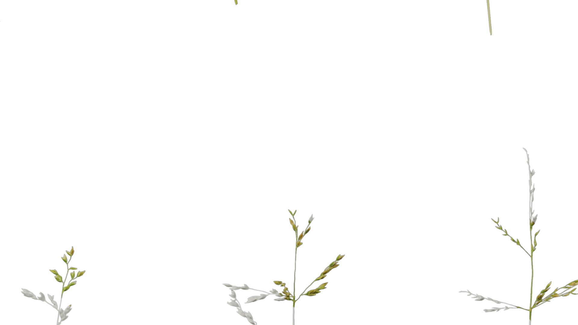 Anydrafts Polypogon fugax Atlas 21 Texture_7