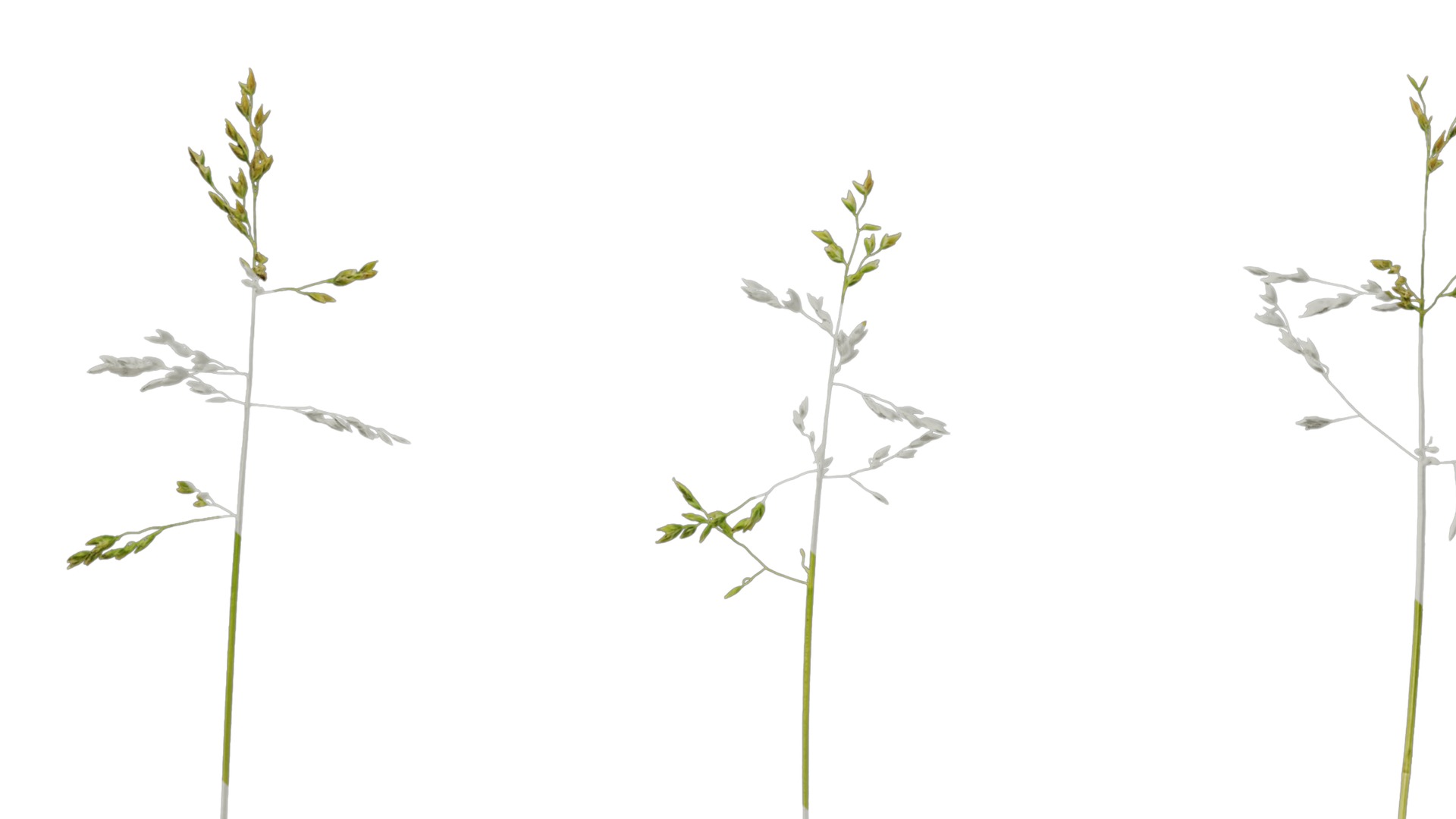 Anydrafts Polypogon fugax Atlas 21 Texture_5