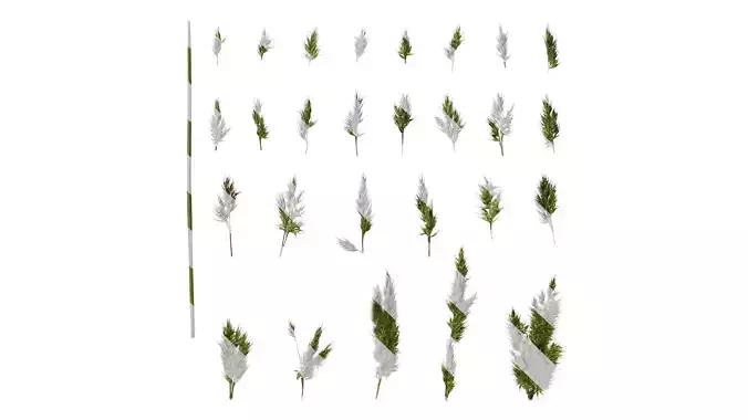 Anydrafts Polypogon fugax Flower 01