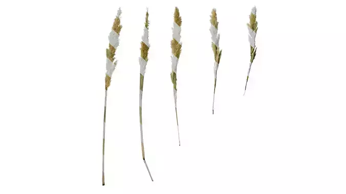 Anydrafts Polypogon fugax Flower 04