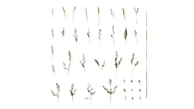 Anydrafts Polypogon fugax Inflorescence 01