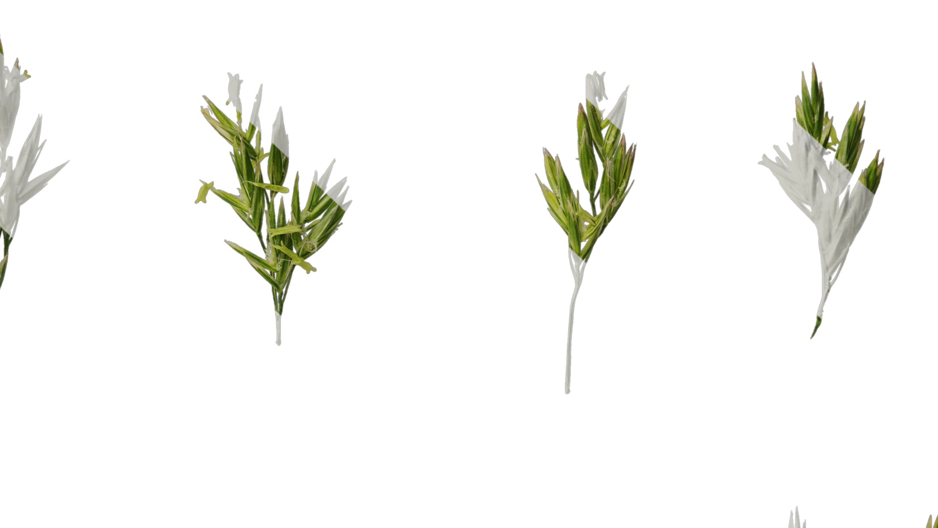 Anydrafts Polypogon fugax Inflorescence 02 Texture_7