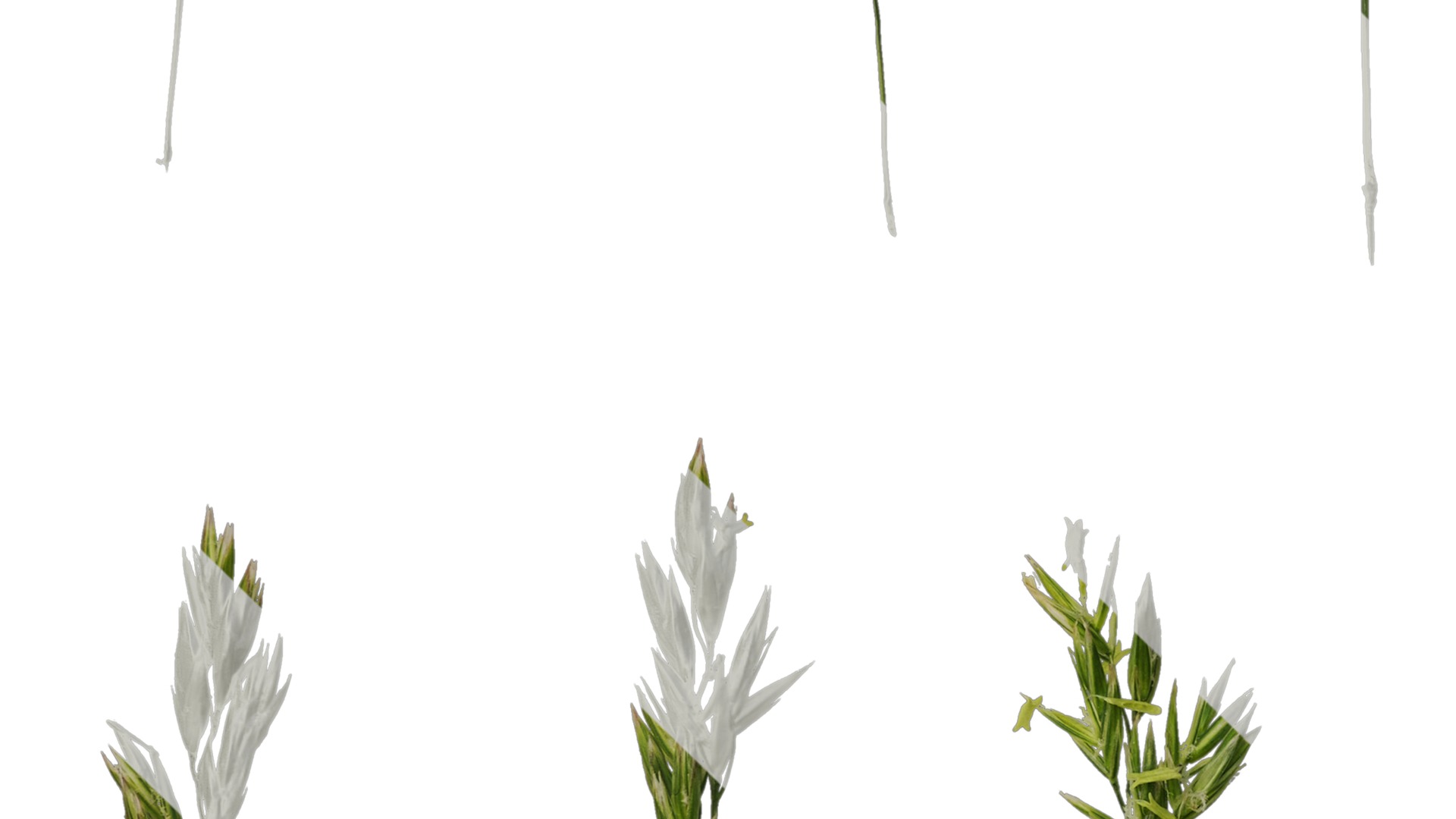 Anydrafts Polypogon fugax Inflorescence 02 Texture_3