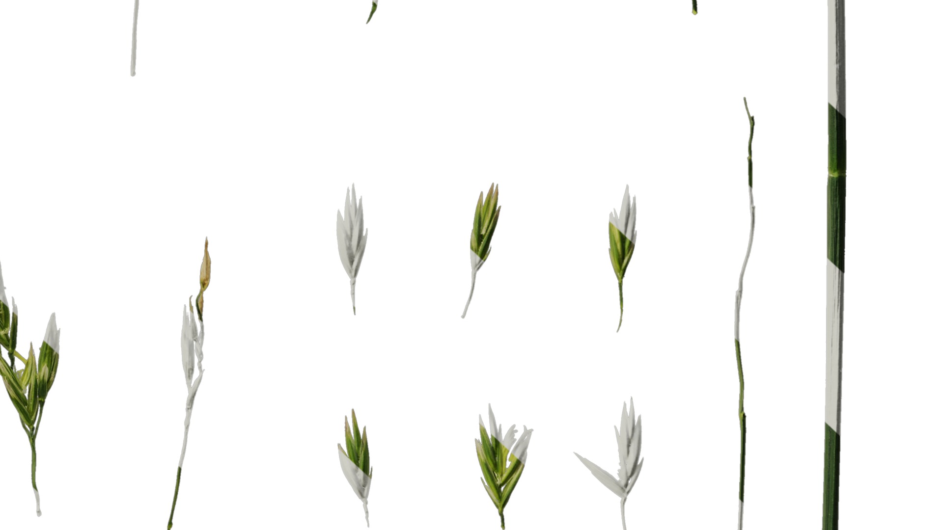 Anydrafts Polypogon fugax Inflorescence 02 Texture_6