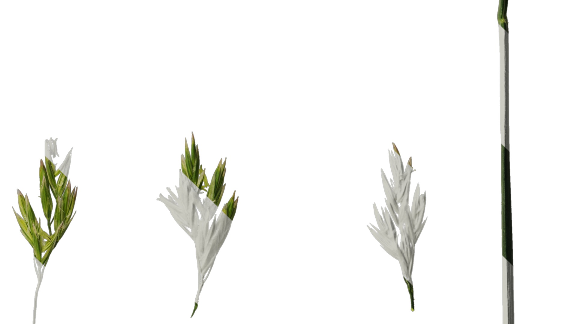 Anydrafts Polypogon fugax Inflorescence 02 Texture_4