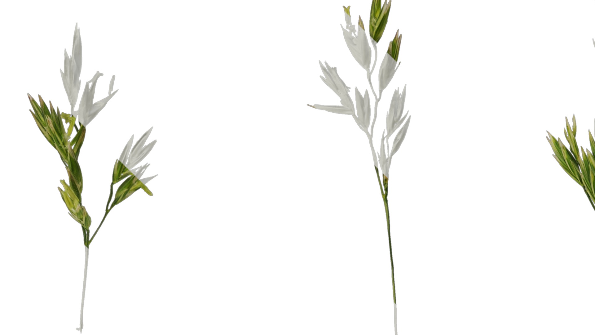 Anydrafts Polypogon fugax Inflorescence 02 Texture_1