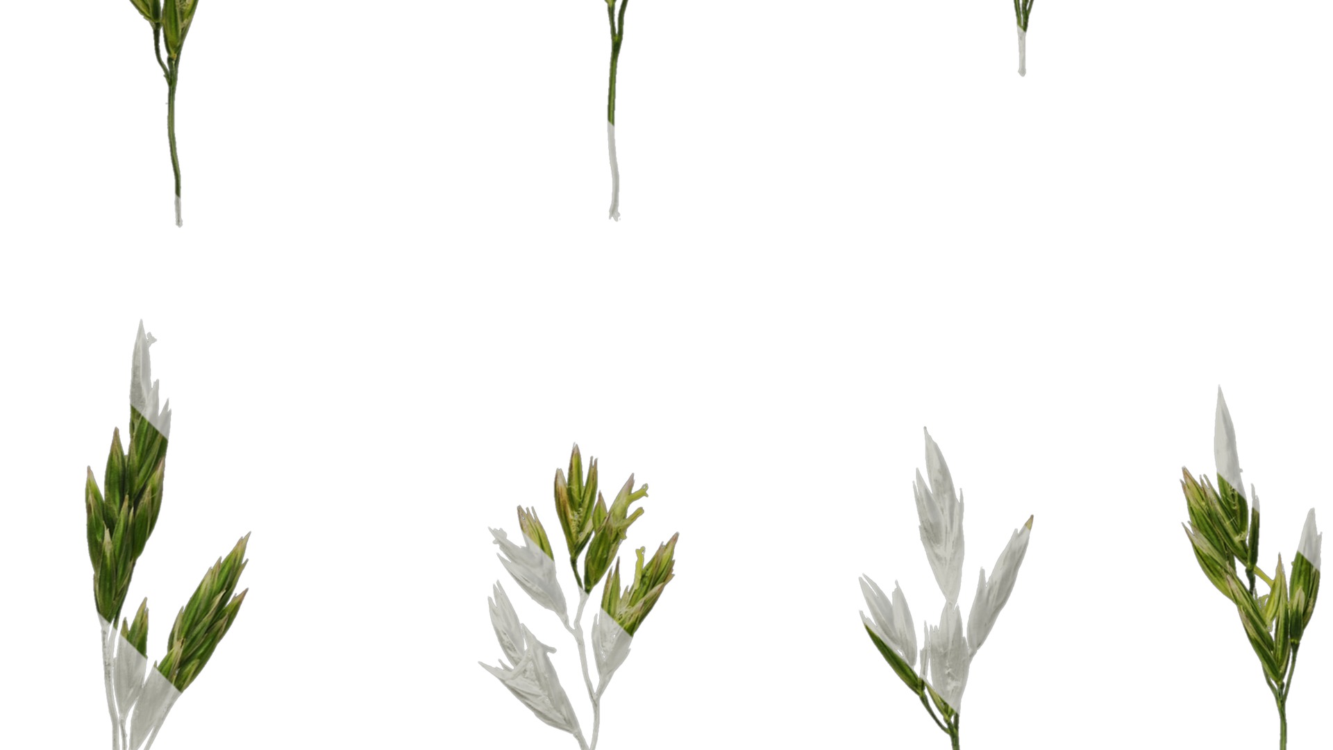 Anydrafts Polypogon fugax Inflorescence 02 Texture_5