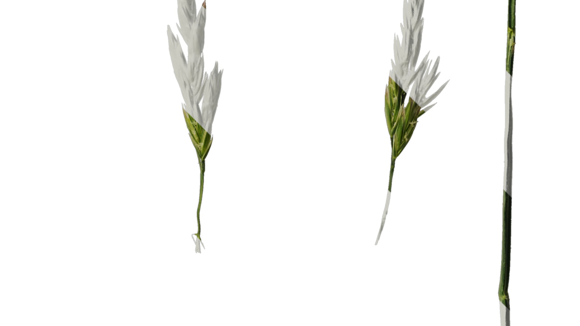 Anydrafts Polypogon fugax Inflorescence 02 Texture_2