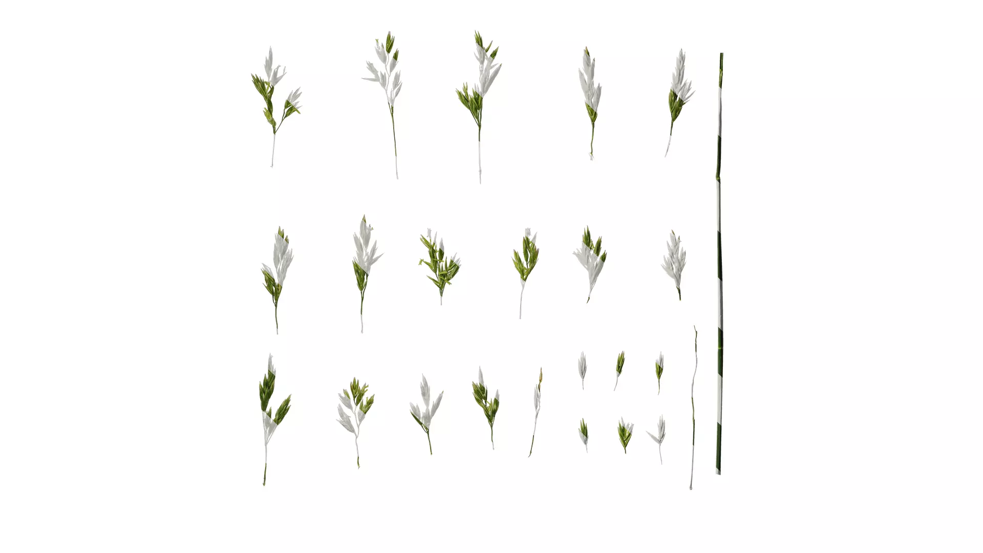 Anydrafts Polypogon fugax Inflorescence 02 Texture_0