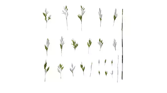 Anydrafts Polypogon fugax Inflorescence 02