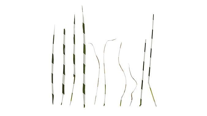 Anydrafts Polypogon fugax Leaf 03 Texture