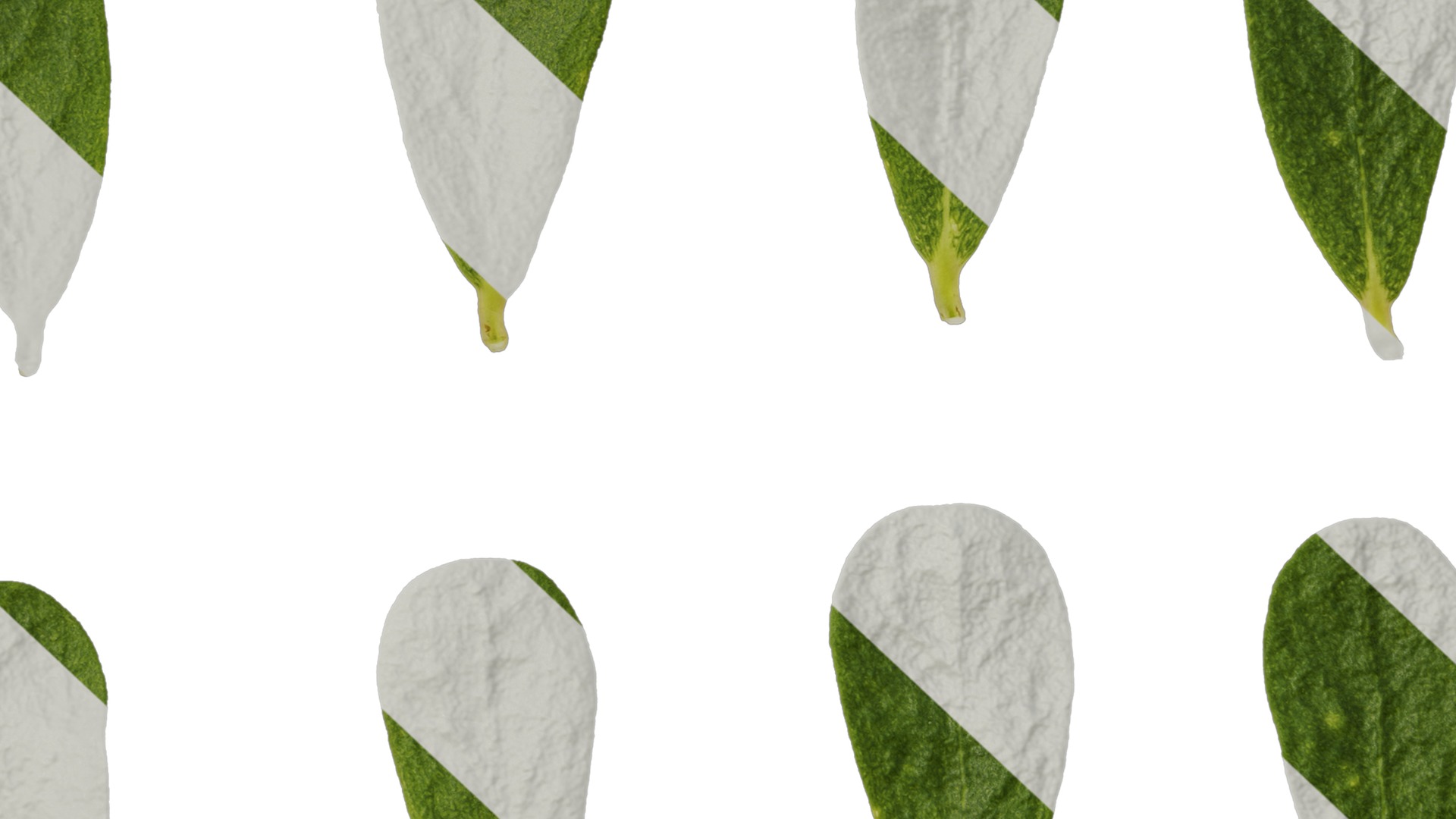 Anydrafts Portulaca oleracea Leaf 02 Texture_7