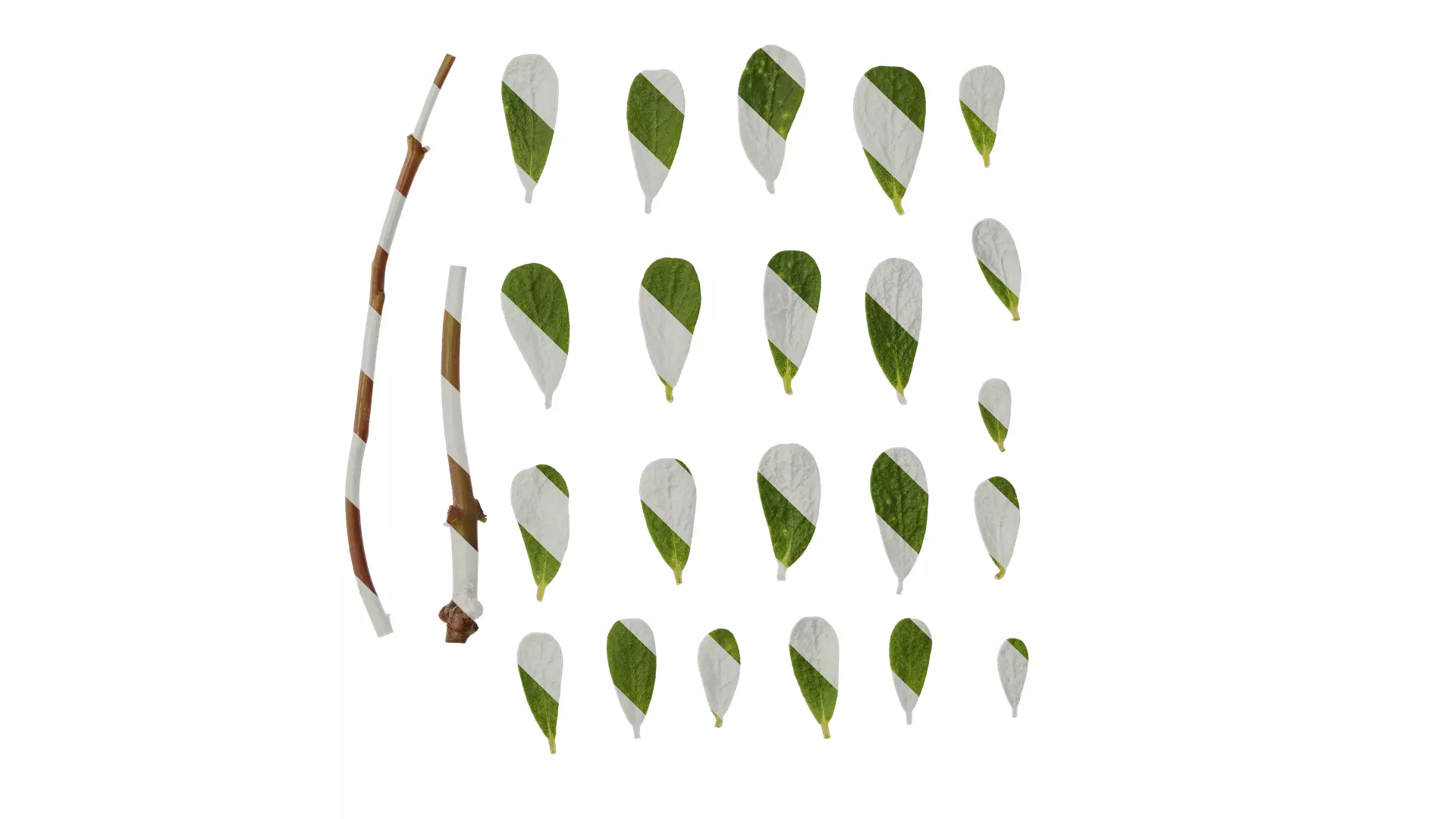 Anydrafts Portulaca oleracea Leaf 02 Texture_0